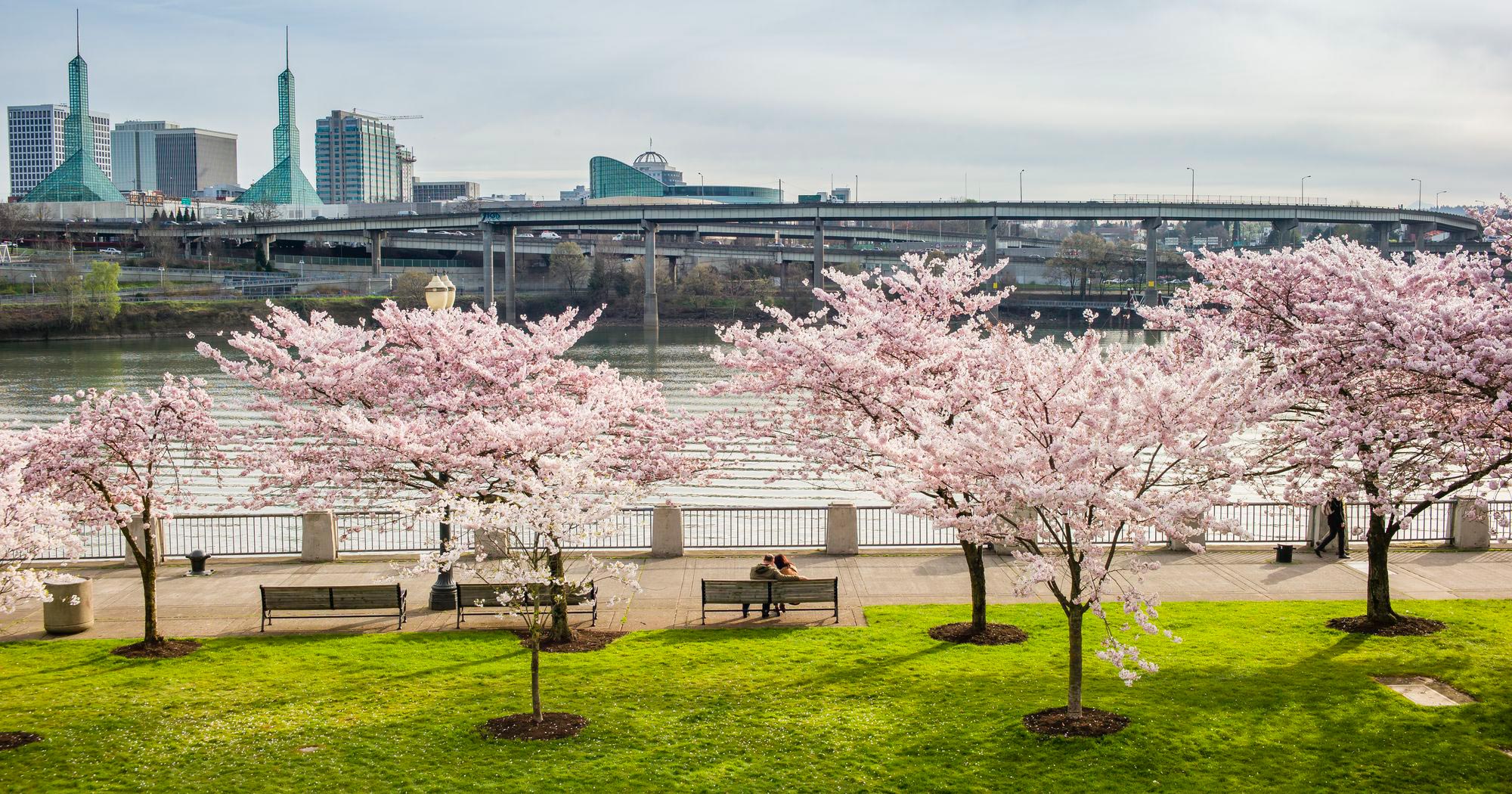 portland waterfront cherry blossom trees